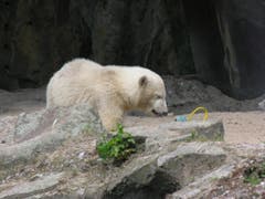 810 Gramm wog Knut bei seiner Geburt. (Bild: Umberto W. Ferrari)