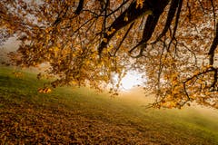 Herbst in Rorschacherberg. (Bild: Cyrill Schlauri)
