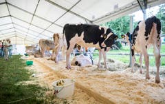 Highend Viehzucht Gant (Bild: Andrea Stalder)