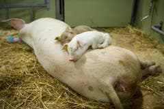 Innige Verbundenheit: Muttertier und Ferkel. (Bild: Urs Bucher)