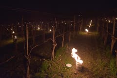 Die Frostkerzen sollen die Temperatur im Rebberg um einige wenige Grad heben. (Bild: Mario Testa)