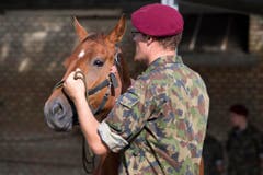 PFERD, PFERDE, KOMPETENZZENTRUM ARMEETIERE, VET D U A TIERE, TIERQUAELEREI, PFERDEZUCHT, BAUERNHOF ULRICH K., PFERDEHAENDLER ULRICH K., VERKAUF DER PFERDE, PFERDEVERKAUF, (Bild: Keystone)