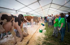 Highend Viehzucht Gant (Bild: Andrea Stalder)