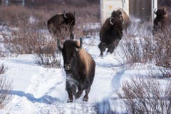 Ab in die Freiheit: Die ausgesetzten Präriebisons rennen aus dem Transportcontainer im Banff-Nationalpark. (Bild: Parks Canada / Dan Rafla)