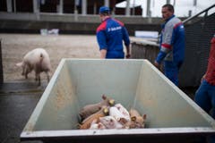 Eine Ladung Ferkel kommt angerollt. (Bild: Luca Linder)