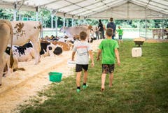 Highend Viehzucht Gant (Bild: Andrea Stalder)