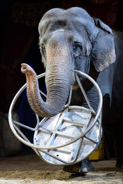 Die Elefanten-Vorführungen haben viele Menschen erfreut - nun wird es sie beim Circus Knie nicht mehr geben. (Bild: Keystone)