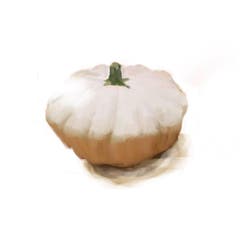 Seine Form erinnert an ein UFO. Es gibt 20 Sorten davon in allen Farben. Auf dem Wochenmarkt findet sich meistens der Pâtisson blanc mit glatter, crèmefarbener Haut. Man kann ihn pikant füllen – etwa mit Brotwürfeli und Alpkäse oder Hackfleisch-Tomaten-Sauce – und im Ofen überbacken. Auch als Deko macht er sich gut. (Bild: Sandra Näf)