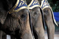 In Reih und Glied: Dickhäuter warten auf ihren Auftritt in der Manege. (Bild: Keystone)