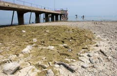 Ebbe im Bodensee: Der Steg beim Strandbad Arbon führt nicht übers Wasser, sondern über ausgetrockneten Seeboden. (Bild: Keystone)