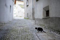 Auch Tiere, wie diese Katze, sind wieder in Bondo anzutreffen. (Bild: KEYSTONE/Gian Ehrenzeller)