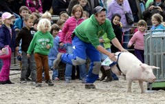 Die Schweine werden in Position gebracht. (Bild: Keystone)