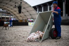 Ferkel werden in die Arena gekarrt, um ihnen etwas Auslauf zu gönnen. (Bild: Luca Linder)