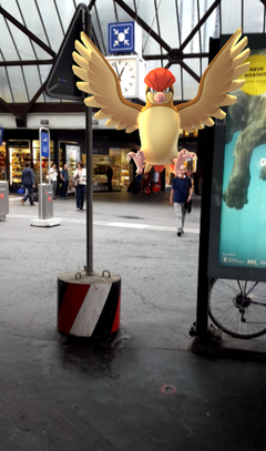 Ein wildes Tauboga am Bahnhof St.Gallen. (Bild: Screenshot)