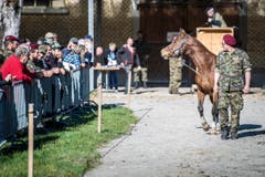 Versteigerung Alppferde Ulrich K. (Bild: Reto Martin)