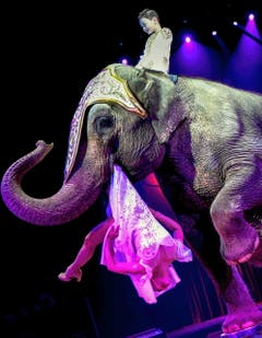 Hoch zu Elefant: Chris Ru Knie reitet auf einem Dickhäuter, während Mutter Linna von ihm durch die Manege getragen wird. (Bild: Keystone)