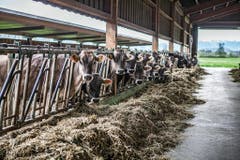 Zwischen dem Schlossgut Pfäffikon und der Insel Ufenau, beides landwirtschaftlicher Besitz des Klosters Einsiedeln, liegt ein gutes Stück Zürichsee. Der Zürcher Stephan Rappo hat mit seiner Kamera Pächter Josef Häcki und seine Rinder auf einem Kahn zum Weiden auf die Insel begleitet und damit in der Kategorie "Schweizer Reportagen" gewonnen. (Bild: Swiss Press Photo/Stephan Rappo)
