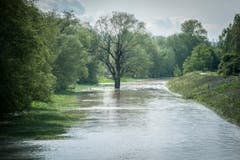 Hochwasser auf der Thur: In Uesslingen trat der Fluss bereits über die Ufer. (Bild: Reto Martin)
