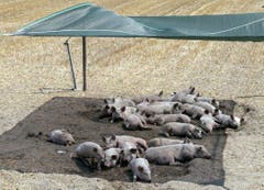 Im bündnerischen Trimmis halten Schweine ein Nickerchen unter einem Sonnendach. (Bild: Keystone)