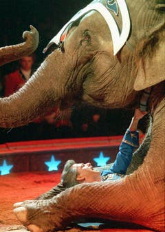 Nervenkitzel in der Manege: Franco Knie und einer seiner Elefanten im Jahr 1997. (Bild: Keystone)