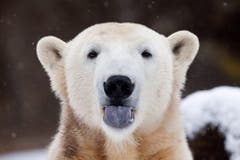 Knut kam im Dezember 2006 auf die Welt. Es war die erste Eisbärengeburt im Zoologischen Garten in Berlin seit mehr als 30 Jahren. (Bild: Keystone)