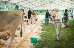 Highend Viehzucht Gant (Bild: Andrea Stalder)