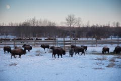 Cameron Johnson/Parks Canada (Bild: Cameron Johnson / ©Parks Canada Bison)