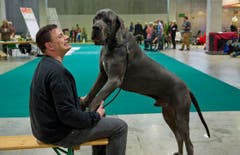 Wer ist hier der Boss? (Bild: Ralph Ribi)