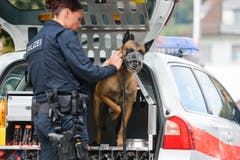Polizeihunde-Vorführung an der Wega. (Bild: Donato Caspari)