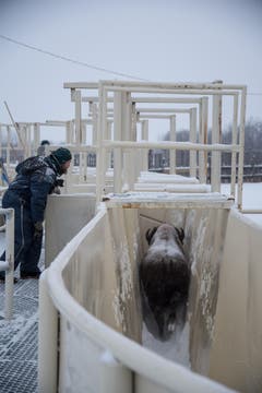 Cameron Johnson/Parks Canada (Bild: Cameron Johnson / ©Parks Canada Bison)