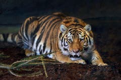 Ein Jahr und sieben Monate alt, 100 Kilo schwer: Tigerin Julinka. (Bild: pd)