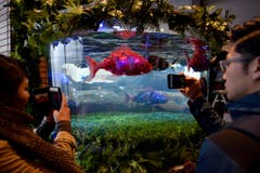 Natürlich sind auch die Fische im Hotel-Aquarium Roboter. (Bild: FRANCK ROBICHON (EPA))