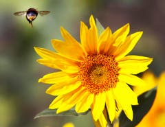 Auch das war der Sommer: Eine Biene im Landeanflug auf eine Sonnenblume. (Bild: MICHAEL PROBST (AP))