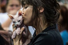 Die haarlose Sphynx, geliebt von ihrem Herrchen bei der Welt-Katzenshow in Prag. (Bild: Keystone)