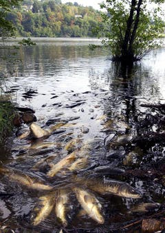 Tote Tiere zuhauf: Im Muzzanersee bei Lugano treiben wegen Sauerstoffmangels verendete Fische am Ufer. (Bild: Keystone)