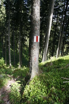 Am Baum wird auf Augenhöhe markiert. Es befindet sich auf beiden Seiten des Stammes ein Orientierungszeichen. (Bild: Jolanda Riedener)