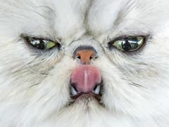 Eine persische Katze streckt die Zunge raus. (Bild: Keystone)