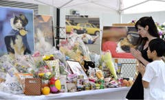 Westjapan: Leute beten vor einem Altar. Tama, die Bahnvorsteherin war bekannt dafür beim Bahnhof die Kunden zu begrüssen (natürlich auf ihre Art und Weise, nicht mit Worten). Die Katze starb am 22 Juni 2015. (Bild: Keystone)