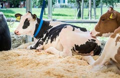 Highend Viehzucht Gant (Bild: Andrea Stalder)