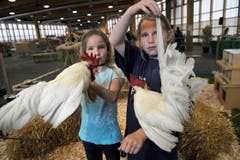 Die Haustiere werden genauestens begutachtet. (Bild: Ralph Ribi)