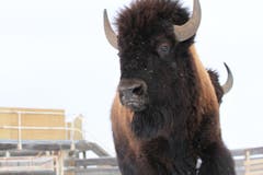 Bisons zählen zu den Ikonen der kanadischen Geschichte. (Bild: Johane Janelle / ©Parks Canada Bison)