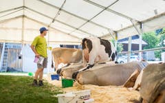 Highend Viehzucht Gant (Bild: Andrea Stalder)