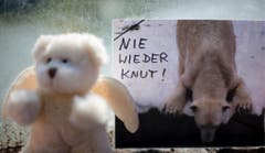 Dann, am 19. März 2011, ist Knut überraschend gestorben. (Bild: Keystone)