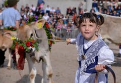 Irene Mülller zieht an ihrem Kalb Landi. (Bild: Keystone)