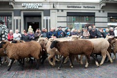 Schafe ziehen durch die St. Galler Innenstadt. (Bild: Keystone)