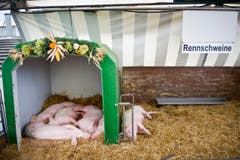Rennschweine? Schlafschweine! (Bild: Urs Bucher)
