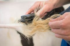 Highend Viehzucht Gant (Bild: Andrea Stalder)