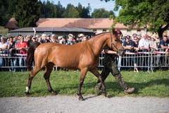 PFERD, PFERDE, KOMPETENZZENTRUM ARMEETIERE, VET D U A TIERE, TIERQUAELEREI, PFERDEZUCHT, BAUERNHOF ULRICH K., PFERDEHAENDLER ULRICH K., VERKAUF DER PFERDE, PFERDEVERKAUF, (Bild: Keystone)