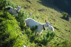 Auch Geissen sind auf der Alp. (Bild: Urs Bucher)