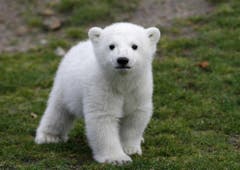Der kleine Knut wurde schnell zum Liebling der Medien und des Publikums. (Bild: Keystone)